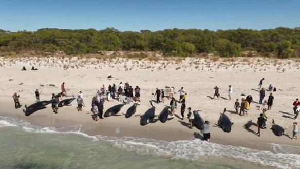 More than 100 whales have been freed after a mass stranding event in Western Australia that left 28 pilot whales dead.