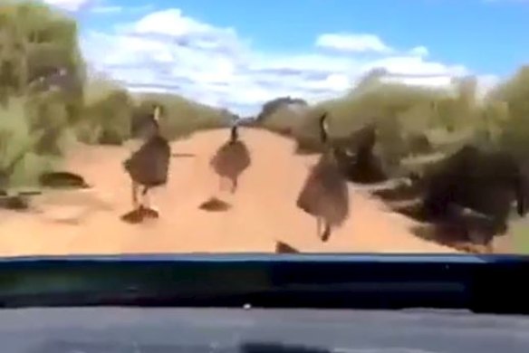 The car swerved to stay on track with the emus and mowed them down.