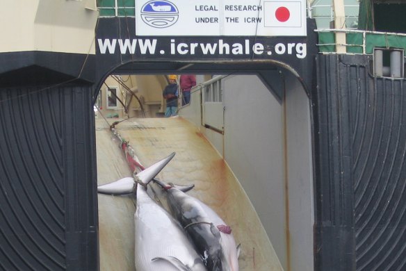 A dead minke whale and its baby being winched onto the Japanese whaling vessel Yushin Maru. 