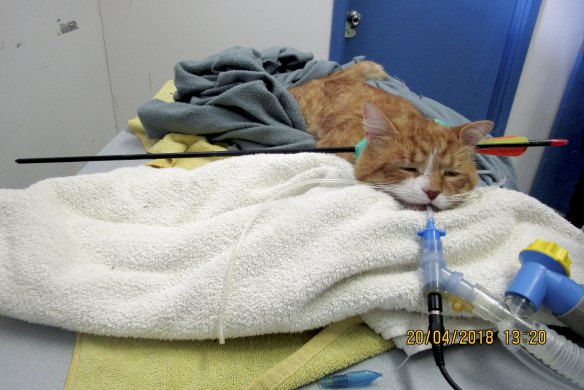 The cat shot with an arrow in September last year was found on Mussellbrook Trail, about two kilometres away from where Beau was discovered.