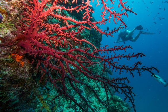 Sediment run-off can smother corals.