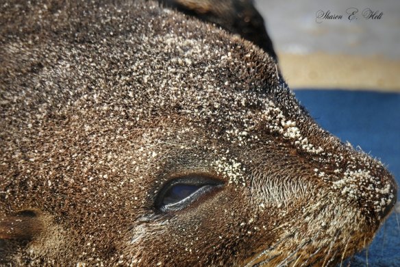 'Neil the Seal' has been enjoying sunbaking in the winter sunshine on Bribie Island