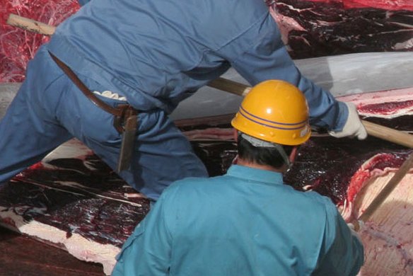 Japan claims its annual whale hunt is required for "research" purposes.