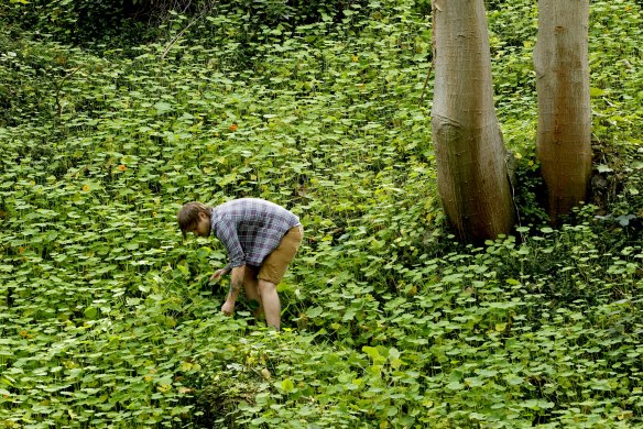Chef Matt Stone forages in a field of Nasturtiums.