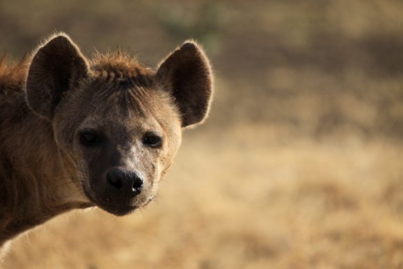 Hyena Politics: Looking for the kill, not the truth.