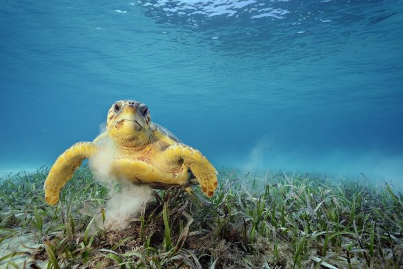 The department said endangered loggerhead turtles may be affected by the proposal.