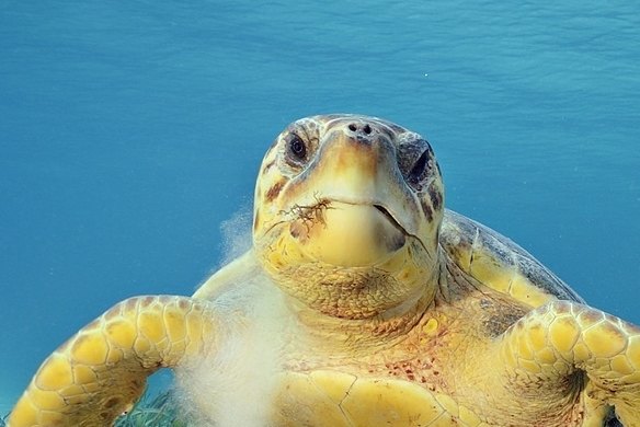 The department said endangered loggerhead turtles may be affected by the proposal.