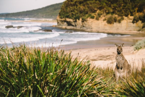 Kangaroo on the Pebbly to Pretty Beach walk.