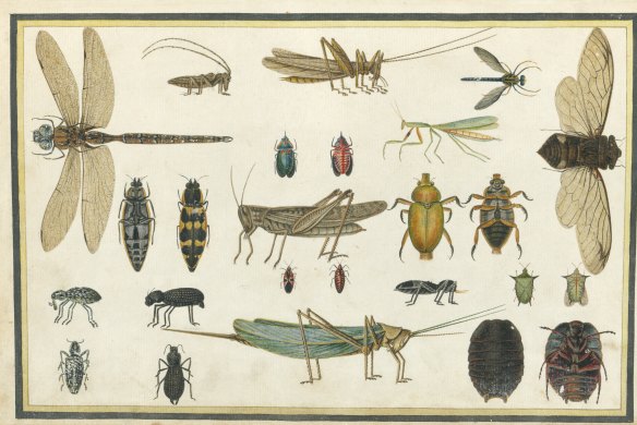 Richard  Browne (illustrator), Insects, 1813.
Page  52  in Select  Specimens  from  Nature  of  the  Birds  Animals  &c  &c  of  New  South  Wales, collected  and  arranged  by  Thomas  Skottowe.