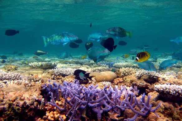Critics say the revised Reef 2050 Plan ignores Australia's weak emissions reduction targets.