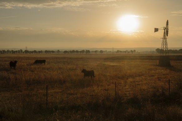 Most projects using the methods under review involve regrowing native forest on grazing land. 