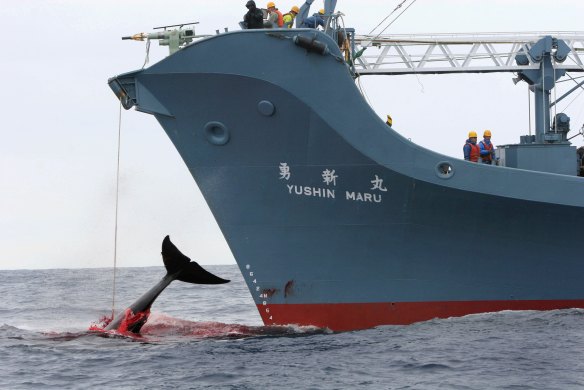 Japan conducts its annual whale hunt in the Southern Ocean despite international condemnation.