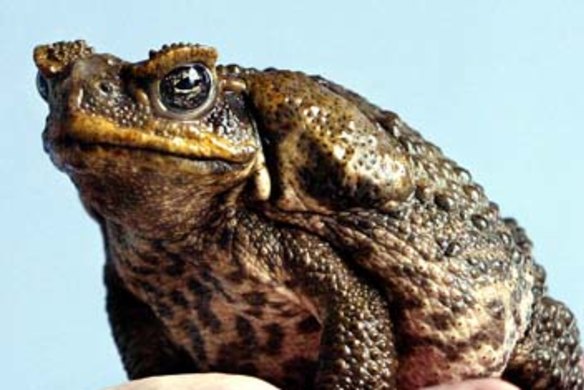 Cane toads have wreaked havoc on Australia’s wildlife for 75 years.