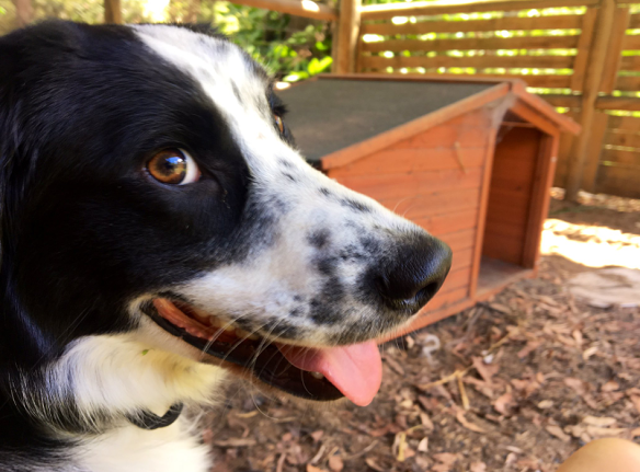 Conservation sniffer-dog-in-training Zorro