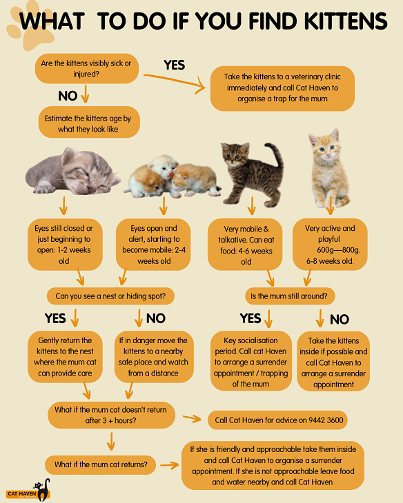 What to do if you find kittens dumped.