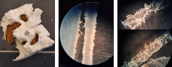 Mealworms consume plastic under a microscope. From left to right: expanded polystyrene, high-density and low-density polyethylene plastics. 