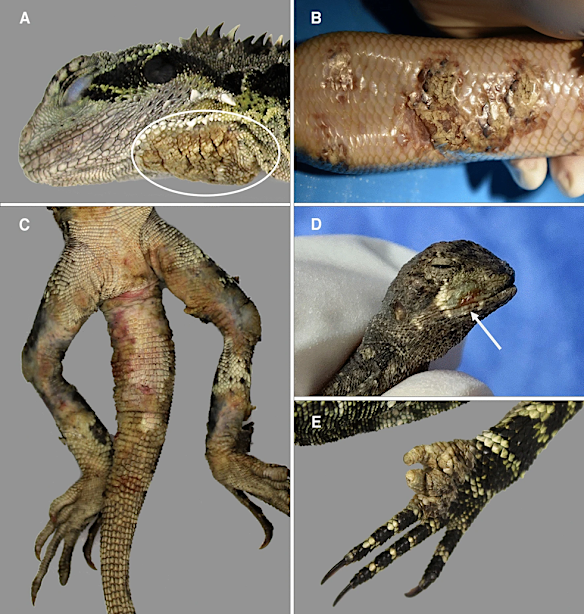 How the fungus affects the  reptiles. 