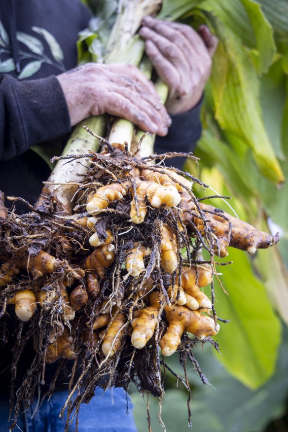 Williams with some of his just-harvested turmeric