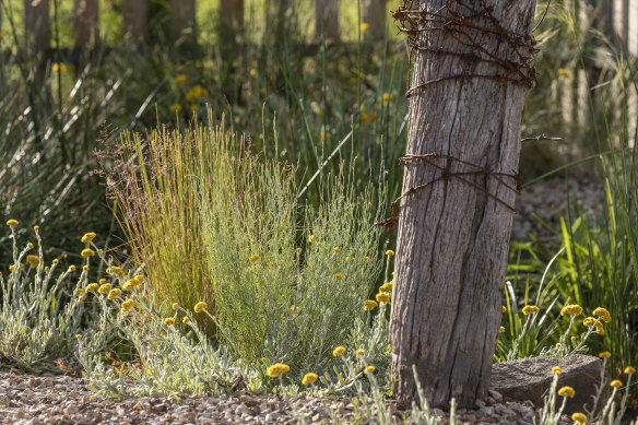 Old fence posts have been retained.