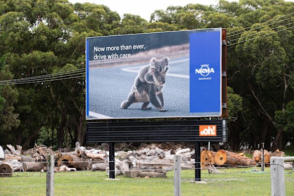 A sign in the Port Stephens region. The local population of koalas is under stress due to development and loss of habitat. 
