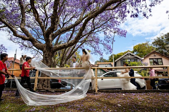 McDougall Street, Kirribilli - tourists have been replaced by brides and foreign students taking photos under the blooming jacaranda trees.