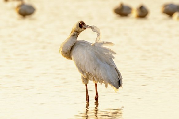 A Siberian crane cleans its feather at Wuxing Farm.