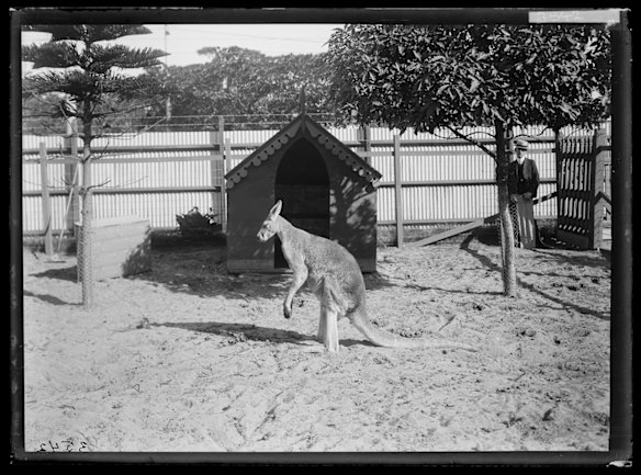 Old man kangaroo, Moore Park Zoological Gardens, May 1908. 