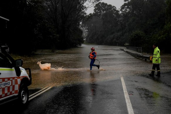 State Emergency workers rescue goats from a submerged home in Wallacia.