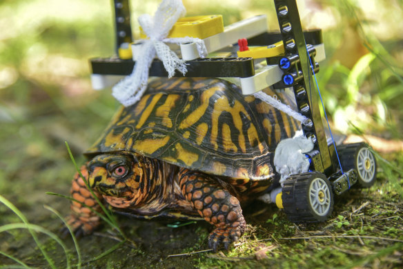 A wild turtle with a broken shell gets around on a wheelchair made of Lego pieces at the Maryland Zoo in Baltimore.