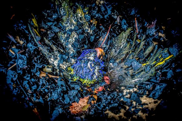 The remains of a Rainbow Lorikeet.