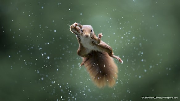 Highly Commended

Title: Jumping Jack
Description: A red squirrel jumps during a rainstorm, so you can see the drops flying around.
Animal: Red Squirrel
Location of shot: The Netherlands, Maashorst 