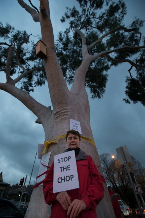 Sue Freeland, Parkville resident who stopped the nearly 100-year-old lemon-scented gum being cut down at 2am. 