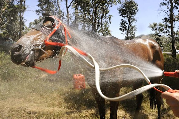 Trainer Ian Webb hosing down his horse Tiara Chic after the first race at Buchan.