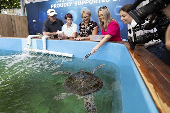 Opposition Leader Anthony Albanese (left) and his partner Jodie Haydon (2nd from right) together with Labor candidate for Leichhardt Elida Faith (centre) and Shadow Minister for the Environment and Water Terri Butler (right) at the Fitzroy Island Turtle Rehabilitation Centre during a visit to Fitzroy Island, Queenland.