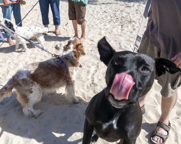 Narrawallee and Mollymook residents gather at Narrawallee beach to walk their dogs.