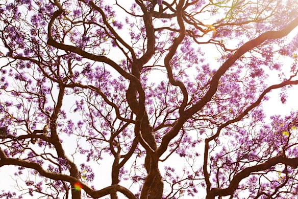 Jacarandas in the Royal Botanic Gardens.