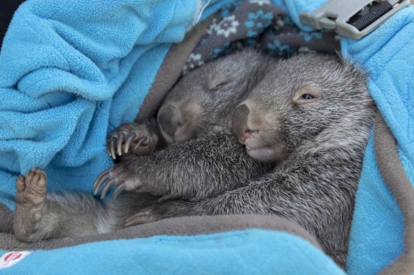 Wombats Lightning and Bolt. 