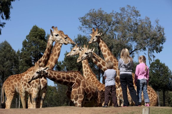 Dubbo is famous for its Taronga Western Plains Zoo. 