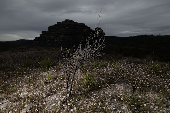 Pink Flannel flowers (Actinotus forsythii) bloom at Gooch's Crater near the Gardens of Stone National Park in Lithgow.