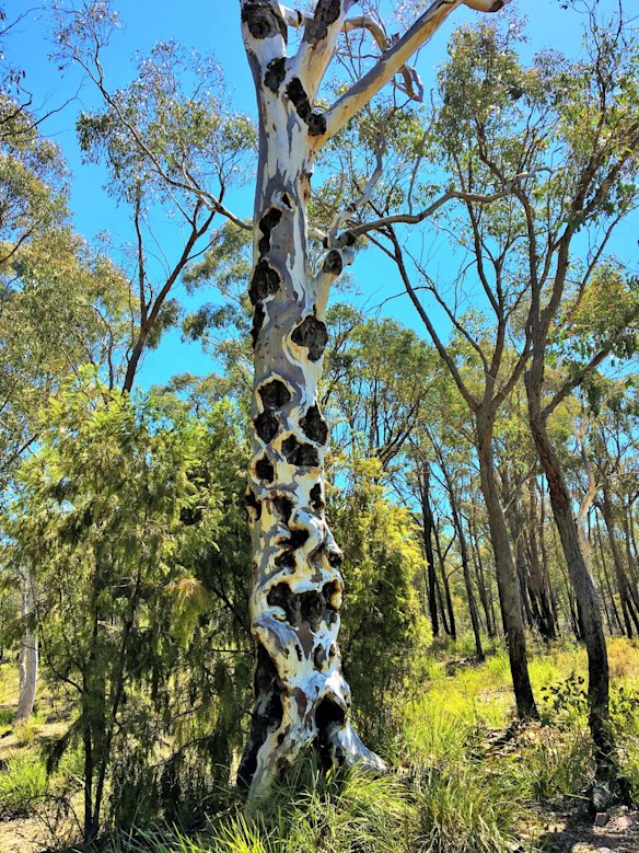 An unusually marked tree on Gossan Hill.