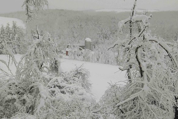 A view of trees destroyed by heavy snow from Hurricane Sandy on a farm in Garrett County, western Maryland