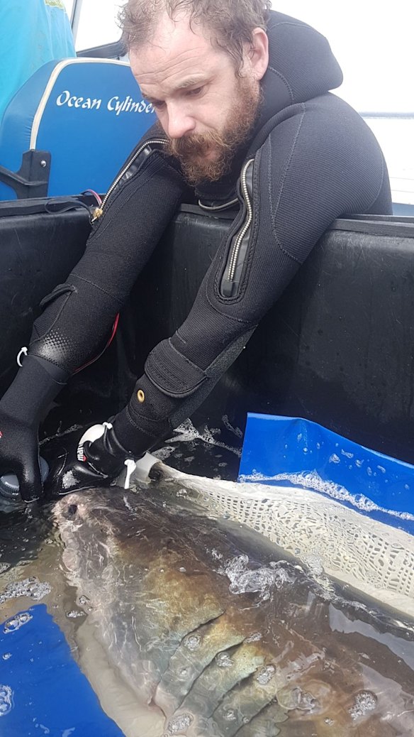 Fluffy prior to being released back out to sea after an overnight stay at Manly Sea Life Sanctuary.
