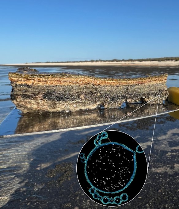 Asgard archaeon (inset) was found within microbial mats of stromatolites in Shark Bay, Western Australia. The combination of an archaea and bacteria may have helped give rise to mitochondria and complex life.