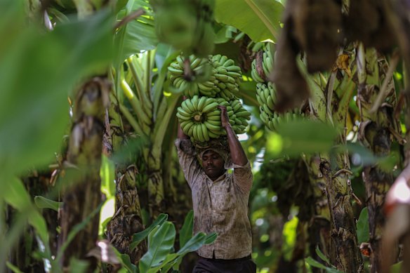 A worker carries stems of bananas during a harvest in a field in Jalgaon, Maharashtra, India. Poor monsoon showers are threatening India's nascent economic recovery and could make food even more expensive in a country where more than half of the population depends on rain for farming. 
