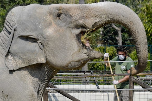 A zoo keeper, wearing a face mask, takes care of Asian elephants (Elephas maximus) at the zoo in Naples, southern Italy, during the coronavirus disease (COVID-19) pandemic. The zoo, which has been temporarily closed over the ongoing novel coronavirus pandemic, faces high costs for the care of the animals.