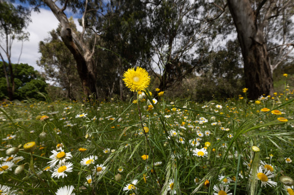 The flowers and grasses look like wild nature but are just 3km from the CBD.