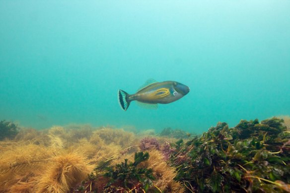 Horseshoe LJ. Victoria, Cape Paterson, Bunurong Marine National Park, Shack Bay.