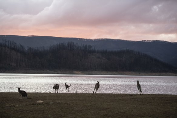 Wildlife at Bowering Dam on the Tumut River upstream of Tumut in the Snowy Mountains region. The Dunns Road fire impacted the area to the west of the dam in early January 2020. The Dunns Road fire was finally extinguished on February 17. 