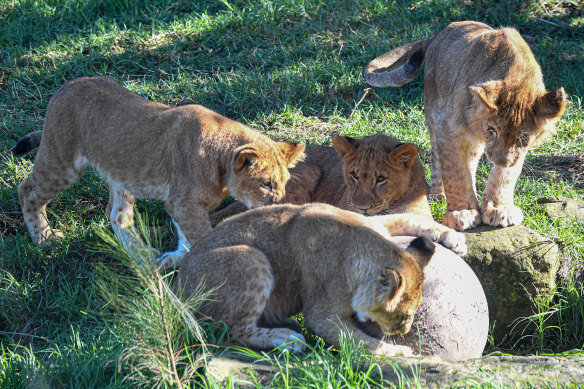 Special treats are in store for lioness Maya and her five African Lion cubs on Mother’s Day.