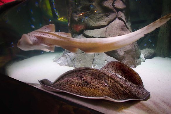 Rays move to new home